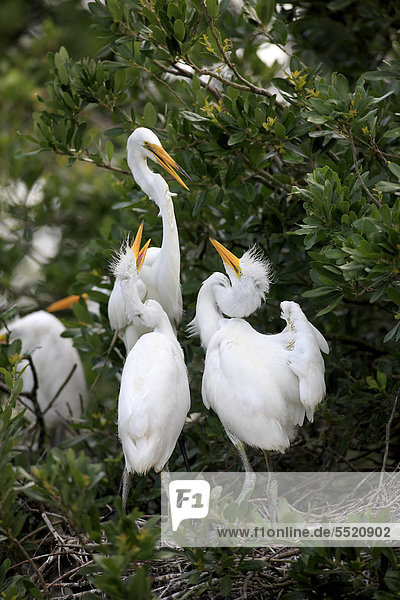 Silberreiher (Egretta alba)  Jungvögel im Nest betteln Altvogel um Nahrung an  Florida  USA