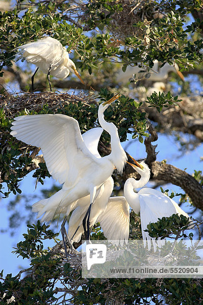 Silberreiher (Egretta alba)  Jungvögel im Nest betteln Altvogel um Nahrung an  Florida  USA