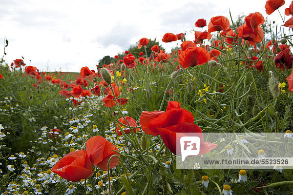 Field of poppies (Papaver rhoeas)  Grevesmuehlen  Schleswig-Holstein  Germany  Europe