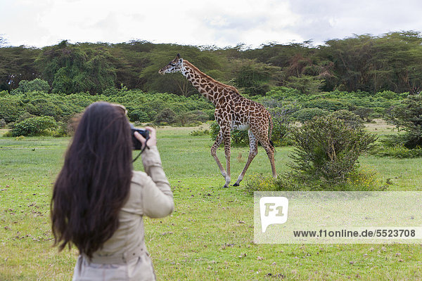 Junge Fotografin beim Fotografieren einer Massai-Giraffe (Giraffa camelopardalis tippelskirchi)  Lake Naivasha  Kenia  Ostafrika  Afrika  ÖffentlicherGrund