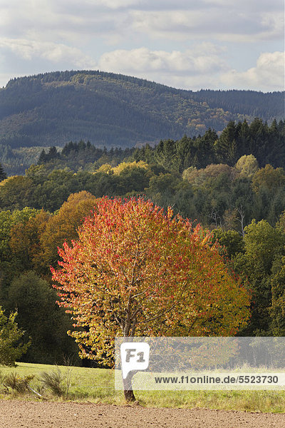 Kirschbaum in herbstlicher Landschaft  Regionaler Naturpark Millevaches en Limousin  Correze  Frankreich  Europa