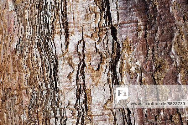 Baumborke alter Mammutbaum (Sequoioideae) Baden-Württemberg Deutschland Europa