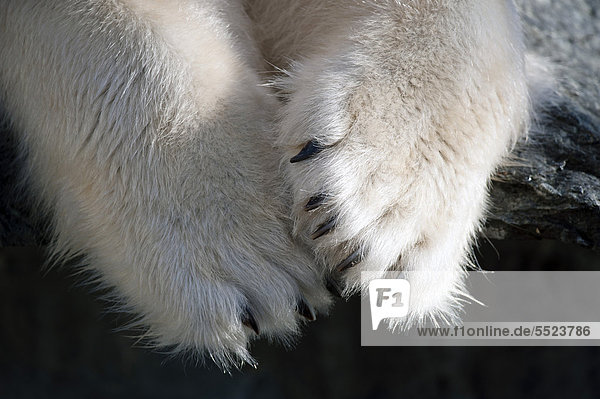 Tatzen und Krallen Eisbär (Ursus maritimus) Wilhelma Stuttgart Deutschland Europa