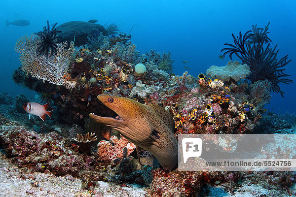 Riesenmuräne (Gymnothorax javanicus) schaut mit Drohgebärde aus Korallenblock im Korallenriff  Great Barrier Reef  Großes Barriereriff  UNESCO Weltnaturerbe  Cairns  Queensland  Australien  Pazifik