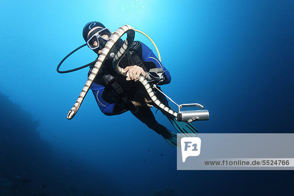 Scuba diver catching and looking at Colubrine Sea Krait (Laticauda colubrina) in blue water Great Barrier Reef UNESCO World Heritage Site Cairns Queensland Australia Pacific