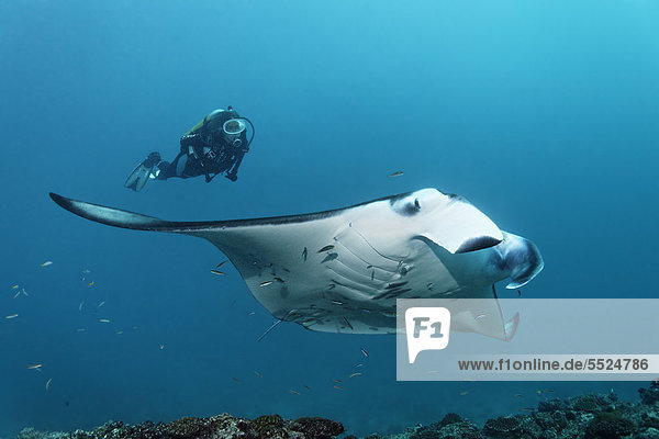 Scuba diver watching a Manta Ray (Manta birostris) swimming above coral reef  Great Barrier Reef  UNESCO World Heritage Site  Cairns  Queensland  Australia  Pacific
