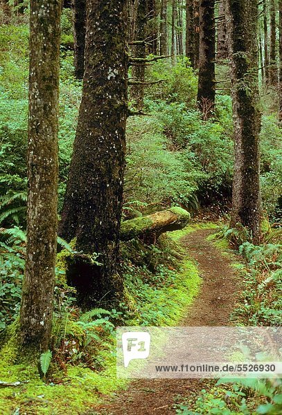 Fichte  folgen  Küste  Wald  antik  Oregon