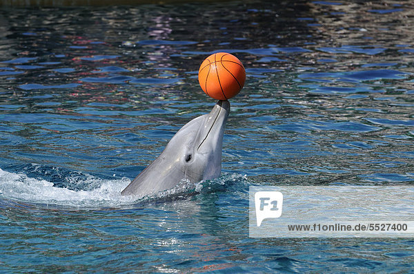 Bottlenose Dolphin Tursiops truncatus balancing ball on his mouth