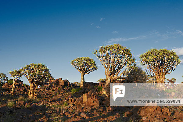 Köcherbaumwald und Felsbrocken  Keetmanshoop  Namibia