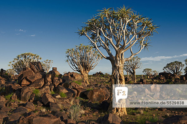Köcherbaumwald und Felsbrocken  Keetmanshoop  Namibia
