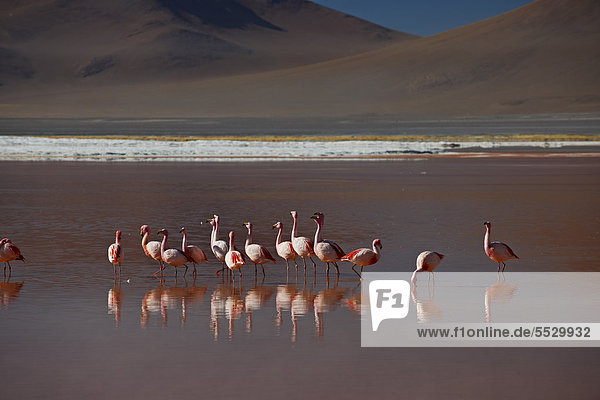 James-Flamingos (Phoenicoparrus jamesi) im Laguna Colorada im Reserva Nacional de Fauna Andina Eduardo Abaroa  Bolivien
