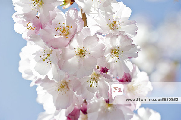 Blühende Japanische Zierkirsche (Prunus serrulata)