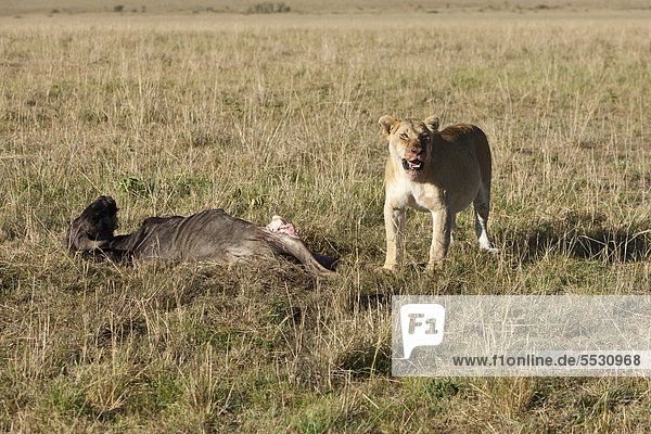 Ein Löwe (Panthera leo) frisst ein Streifengnu Weißbartgnu (Connochaetes taurinus) Masai Mara Naturschutzgebiet Kenia Ostafrika Afrika ÖffentlicherGrund