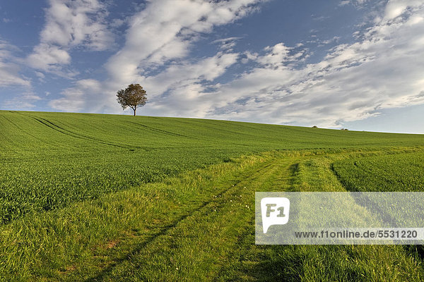 Einzelner Baum  grünes Feld  Agrarlandschaft  Puy de Dome  Auvergne  Frankreich  Europa