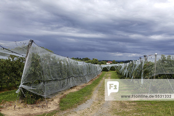 Apfelbäume  gegen Hagelschlag geschützt  Objat  Correze  Limousin  Frankreich  Europa