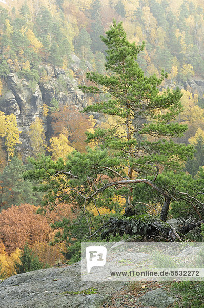 Herbstwald im Elbsandsteingebirge  Sächsische Schweiz  Sachsen  Deutschland  Europa