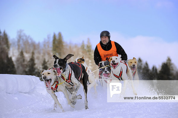 Sled dog team on snow  Unterjoch  Allgaeu  Bavaria  Germany  Europe