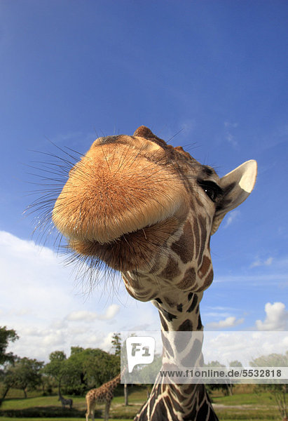 Reticulated Giraffe (Giraffa camelopardalis reticulata) adult portrait in captivity Florida USA