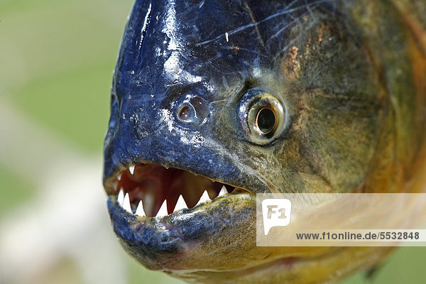 Natterers Sägesalmler oder Roter Piranha (Pygocentrus nattereri)  adult  Portrait  Pantanal  Brasilien  Südamerika
