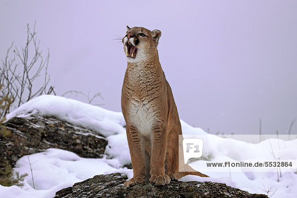 Puma (Puma concolor  Felis concolor)  adult  mit geöffnetem Maul  Schnee  Montana  USA