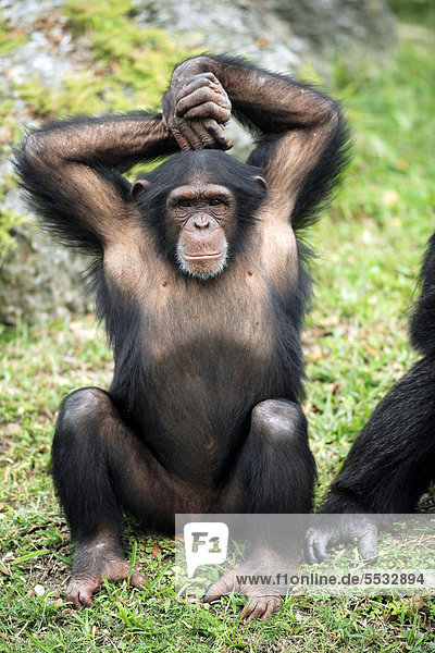 Schimpanse (Pan troglodytes troglodytes)  halberwachsenes Jungtier  Grimasse  captive  Florida  USA