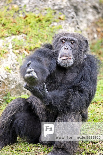Schimpanse (Pan troglodytes troglodytes)  männlich  bettelt  captive  Florida  USA