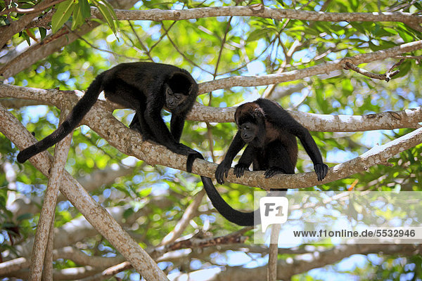 Black howlers (Alouatta caraya)  adult  tree  couple  Roatan  Honduras  Central America  Latin America