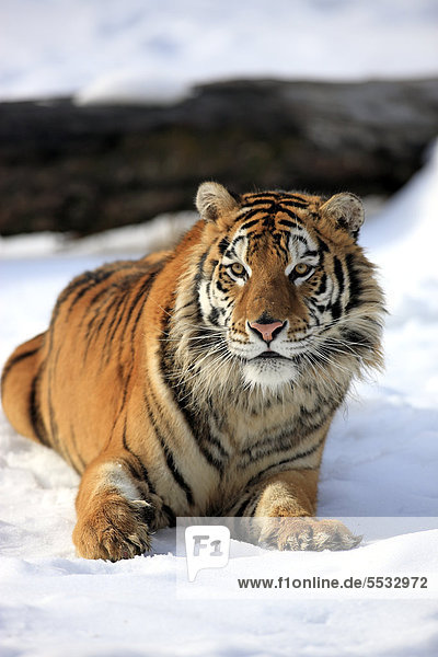 Sibirischer Tiger (Panthera tigris altaica)  Schnee  captive  Montana  USA