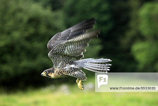 Wanderfalke (Falco peregrinus)  adult  männlich  im Flug  Deutschland  Europa