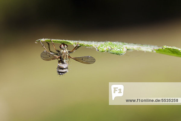 Schwebfliege (Diptera syriphidae) wird von parasitären Pilzen getötet.