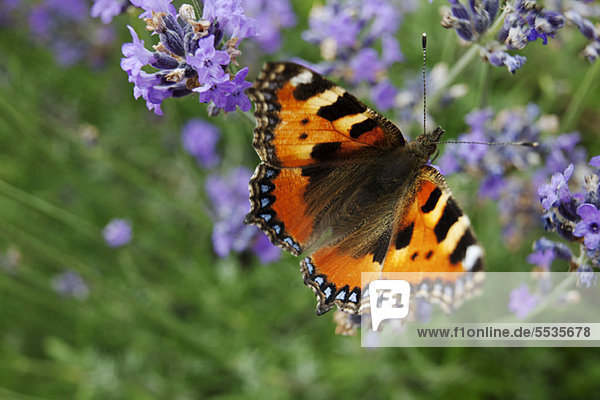 Kleiner Schildpatt-Schmetterling (Aglais urticae) auf Lavendel