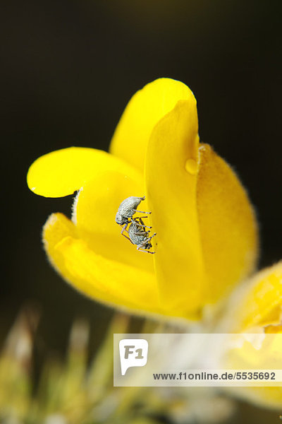 Rüsselkäfer krabbeln auf der Blüte