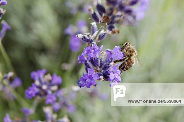 Bienen sammeln Pollen auf Lavendel