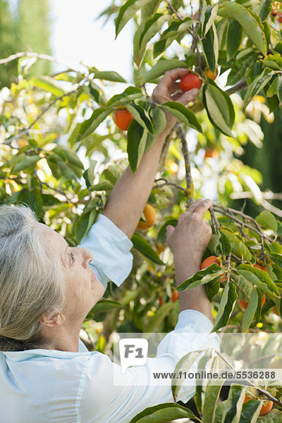 Senior woman picking orange on tree