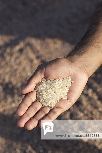 Hand holding rice