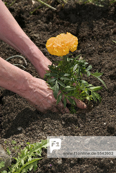 Frauenhände pflanzen eine Blume  Gartenarbeit