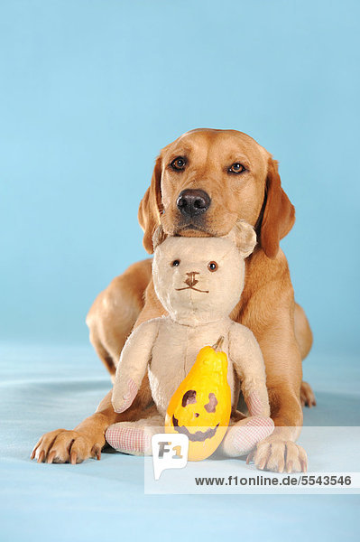 Labrador Retriever Hündin mit Teddybär und Kürbis