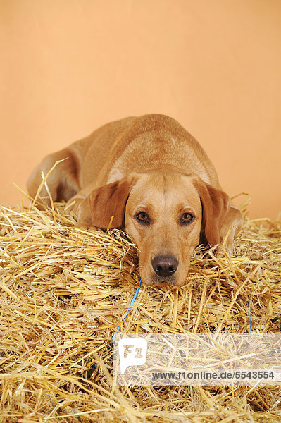 Labrador Retriever dog  bitch  lying on straw bale