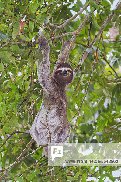 Braunkehl-Faultier (Bradypus variegatus) auf Baum beim Klettern Nationalpark Cahuita Limon Costa Rica Mittelamerika