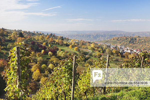 Blick über die Weinberge bei Uhlbach Richtung Stuttgart  Baden-Württemberg  Deutschland  Europa