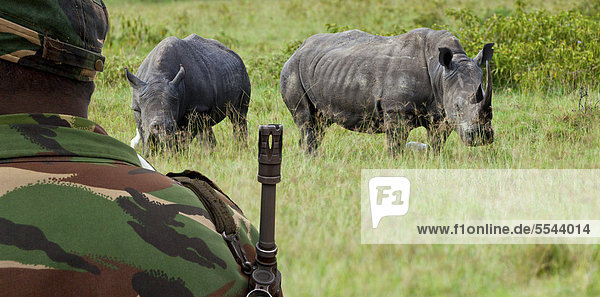 Bedrohte Nashörner (Ceratotherium simum)  von Ranger mit einem Gewehr beschützt  Symbolbild Wilderer  Kenia  Ostafrika  Afrika  ÖffentlicherGrund