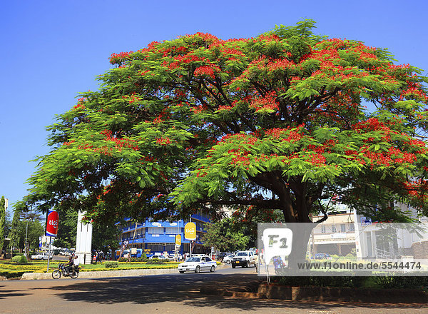 Flammenbaum oder Flamboyant (Delonix regia)  Moshi  Tansania  Afrika