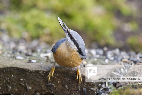 Nuthatch (Sitta europaea) at the feeding site  Bad Sooden-Allendorf  Hesse  Germany  Europe