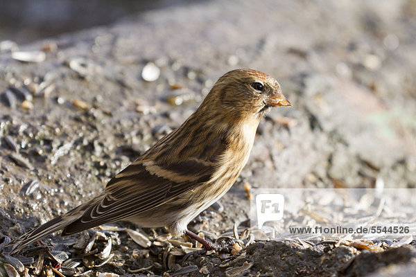 Common redpoll (Carduelis flammea) at the feeding site  Bad Sooden-Allendorf  Hesse  Germany  Europe