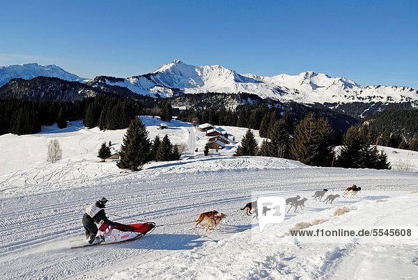 La Grande Odyssee international sled dog race Mont Chery Les Gets Haute-Savoie department Rhone-Alpes region France Europe