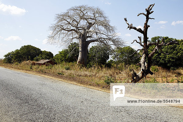 Baobab tree  Mosambique  South Africa  Afrika
