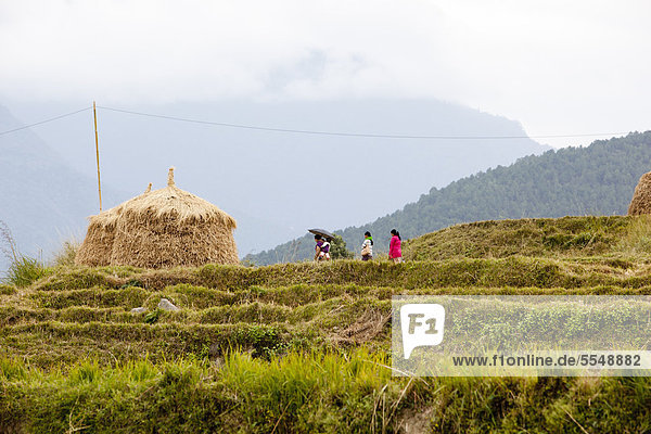 Bhutanese women in paddy field  Bhutan