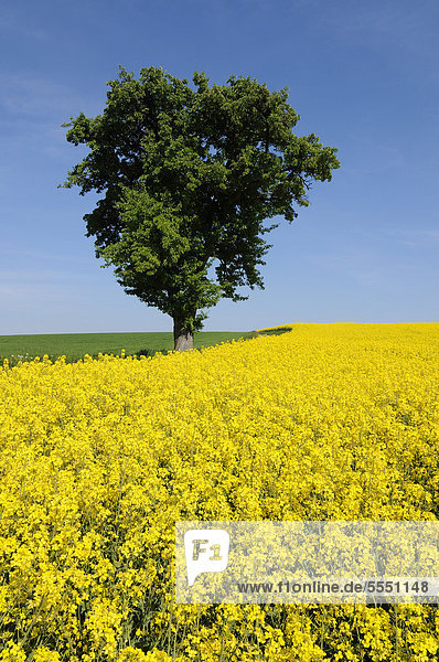 Birnbaum (Pyrus communis) und blühender Raps  (Brassica napus)  Bayern  Deutschland  Europa