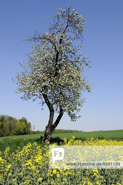Blühender Apfelbaum (Malus domestica) und Raps  (Brassica napus)  Bayern  Deutschland  Europa