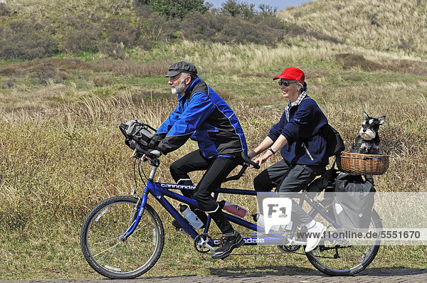 Couple riding a tandem bicycle with a miniature schnauzer in a basket  Castricum  North Holland  Holland  Netherlands  Europe